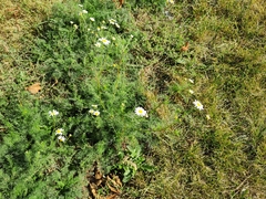 Tripleurospermum inodorum