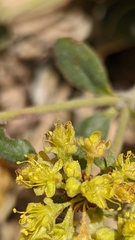 Oligogonum