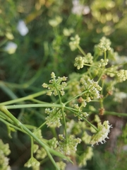 Trinia glauca