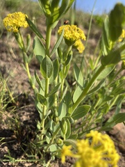 Lasiosiphon kraussianus