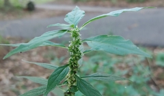 Parietaria officinalis
