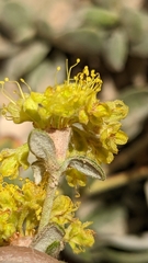 Oligogonum