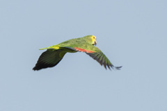 Amazona aestiva