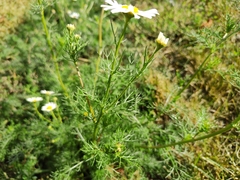 Tripleurospermum inodorum