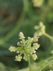 Trinia glauca