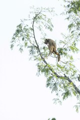 Alouatta caraya