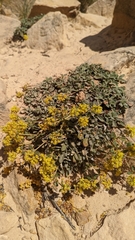 Oligogonum
