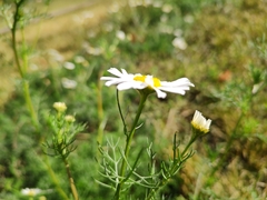 Tripleurospermum inodorum