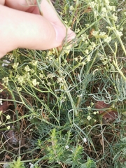 Trinia glauca