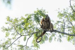 Alouatta caraya
