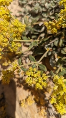 Oligogonum