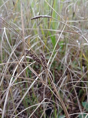 Carex melanostachya