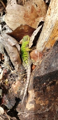Sceloporus formosus
