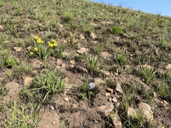 Lasiosiphon kraussianus