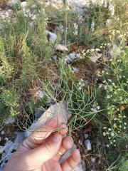 Trinia glauca