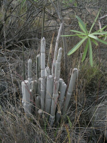 Ceropegia dichotoma subsp. krainzii image