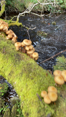 Kuehneromyces mutabilis