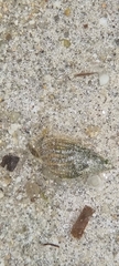 Tritia reticulata