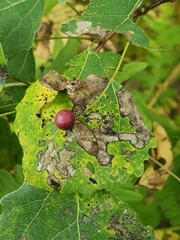 Harmandiola tremulae
