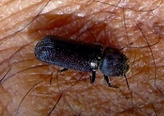 Bostrichidae
