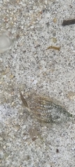 Tritia reticulata