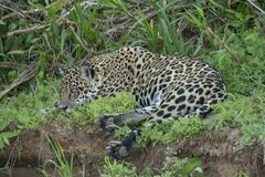 Panthera onca