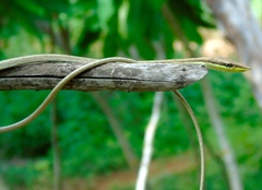 Oxybelis microphthalmus