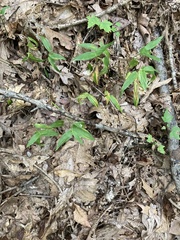 Dichanthelium commutatum