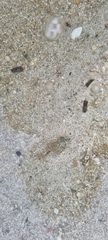 Tritia reticulata