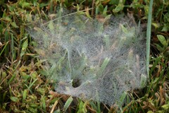 Frontinella pyramitela