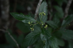 Varronia foliosa