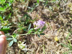 Medicago
