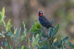 Leistes superciliaris