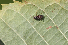 Pilophorus perplexus