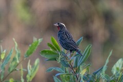 Leistes superciliaris