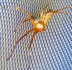 Curicaberis culiacan