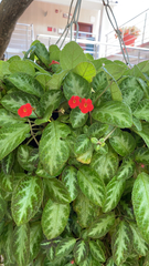 Episcia