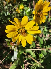 Silphium asteriscus simpsonii