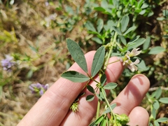 Medicago
