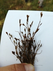 Juncus ranarius