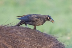 Molothrus oryzivorus