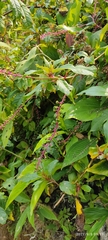 Phytolacca rivinoides