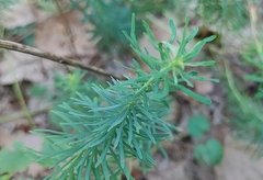 Euphorbia cyparissias
