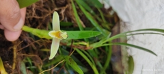 Maxillaria
