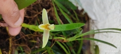 Maxillaria