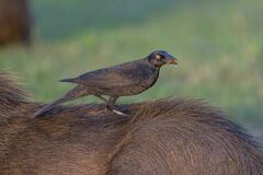Molothrus oryzivorus