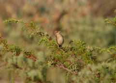 Cisticola juncidis
