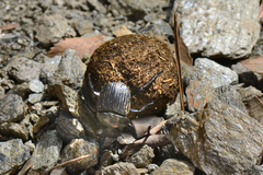 Scarabaeus laticollis