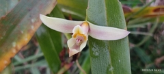 Maxillaria