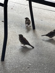 Passer domesticus